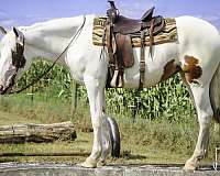 trained-working-percheron-horse