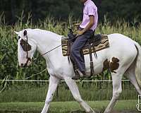 percheron-filly-mare