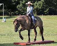 beginner-safe-quarter-horse