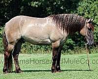 grulla-tiger-stripes-dorsal-stripe-horse