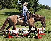 ranch-work-quarter-horse