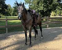 quarter-horse-mare