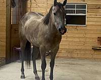 quarter-horse-for-sale