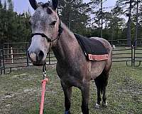 aqha-colt-mare