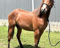 barrel-trail-appaloosa-quarter-horse