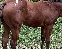 sorrel-appaloosa-quarter-horse-filly