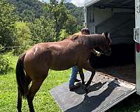 sorrel-appaloosa-quarter-horse