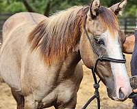 smoky-grulla-splash-one-blue-eye