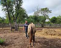 reined-cow-quarter-horse