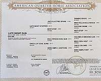 reining-quarter-horse