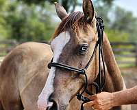 grulla-smoky-splash-one-blue-eye-horse