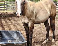 blue-eyed-quarter-horse