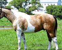 buckskin-tobiano-horse