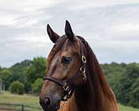 smokey-black-rodeo-pickup-horse