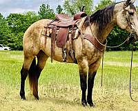 buckskin-see-pics-horse