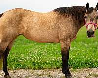 family-quarter-horse