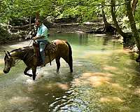 trail-quarter-horse