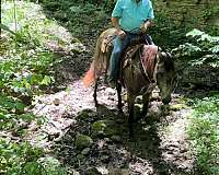 husband-safe-quarter-horse