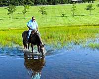 gentle-quarter-horse