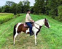 bay-tobiano-horse