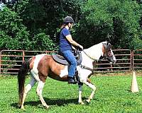 trail-paso-fino-horse