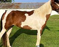 gaited-paso-fino-horse