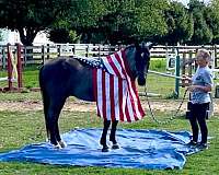 blue-roan-see-pics-horse