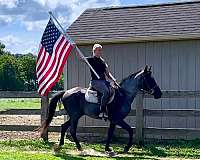 flashy-missouri-fox-trotter-horse