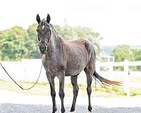 gaited-missouri-fox-trotter-horse