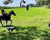 family-missouri-fox-trotter-horse