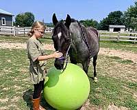 trail-missouri-fox-trotter-horse