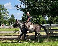 husband-safe-missouri-fox-trotter-horse