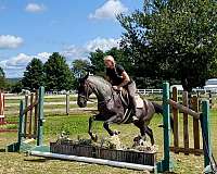 all-around-missouri-fox-trotter-horse