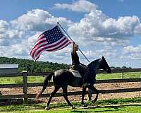 athletic-missouri-fox-trotter-horse