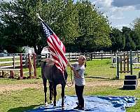 beginner-missouri-fox-trotter-horse