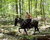 experienced-missouri-fox-trotter-horse