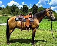 buckskin-see-pics-horse