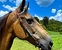 trail-kentucky-mountain-horse