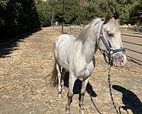 brown-markings-horse