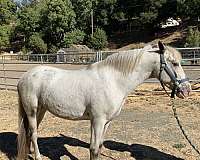 grey-brown-markings-horse