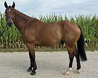 warmblood-gelding