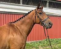 warmblood-horse-for-sale