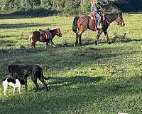 cowgirl-quarter-pony