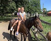 roan-quarter-pony-for-sale