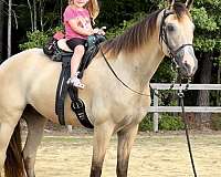 experienced-tennessee-walking-horse