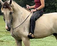 husband-safe-tennessee-walking-horse