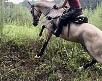 kid-safe-tennessee-walking-horse