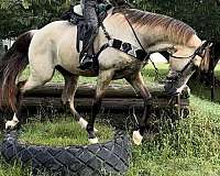 natural-horsemanship-training-tennessee-walking-horse