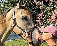 trail-tennessee-walking-horse