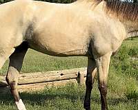 trail-riding-tennessee-walking-horse